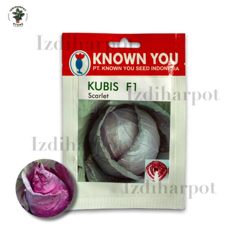 benih bibit KUBIS UNGU SCARLET F1 known you seed - KYS SCARLET F1