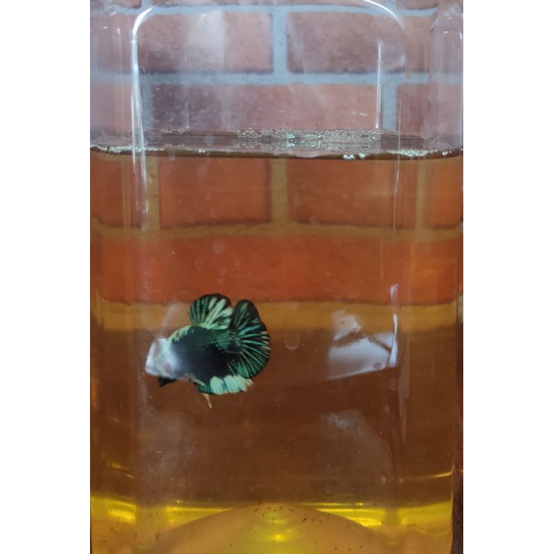 IKAN CUPANG HIAS JENIS PLAKAT LINE AVATAR 1 PAIR (SEPASANG)