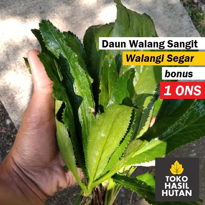 

Daun Walang Sangit 200 gram / Daun Walangi Segar | Toko Hasil Hutan