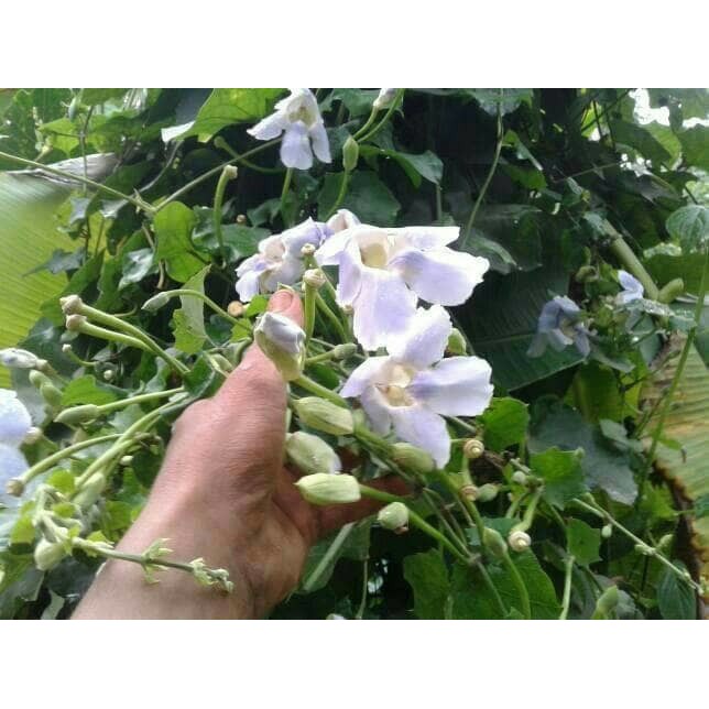 Tanaman rambat thunbergia bibit tanaman bunga bibit tanaman rambat bunga tunbergia