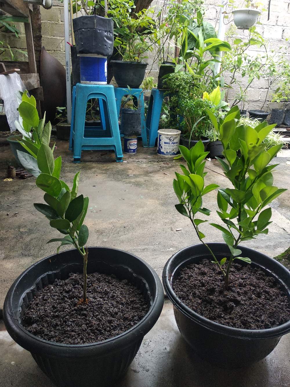 Bibit/tanaman Jeruk California Import/bibit Unggul Jeruk California Hasil Okulasi