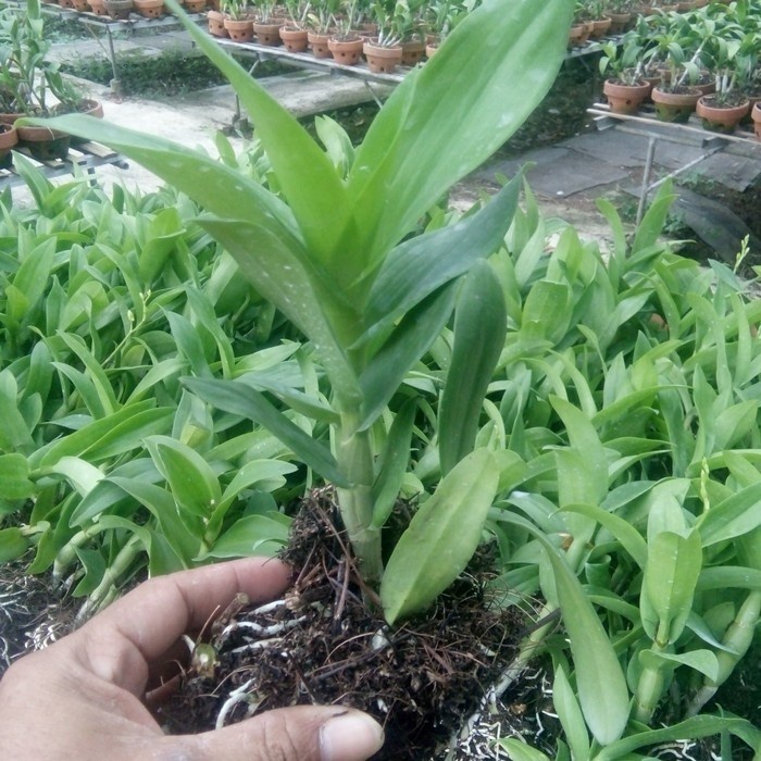 bibit anggrek dendrobium bunga red car