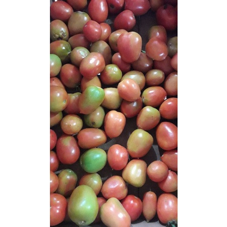 

tomat 500grm