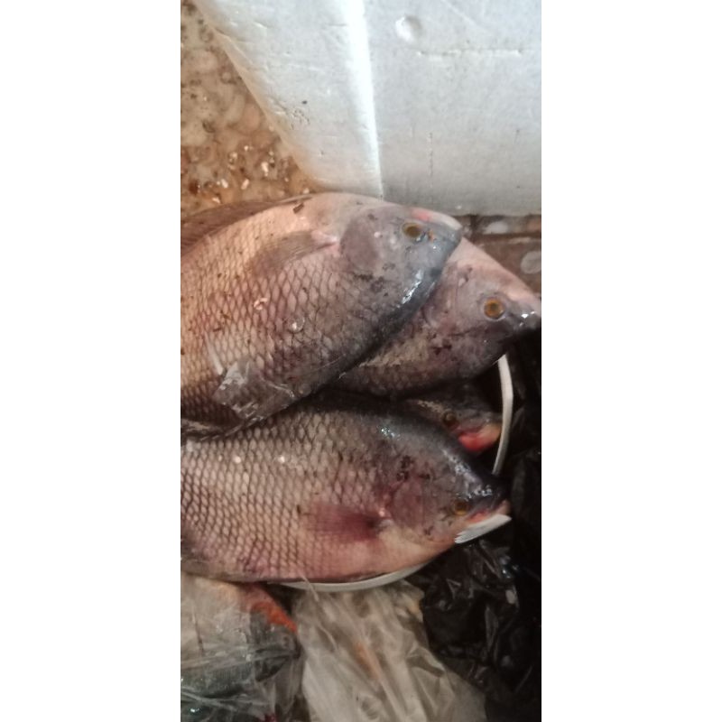 

Gurami segar (1kg)