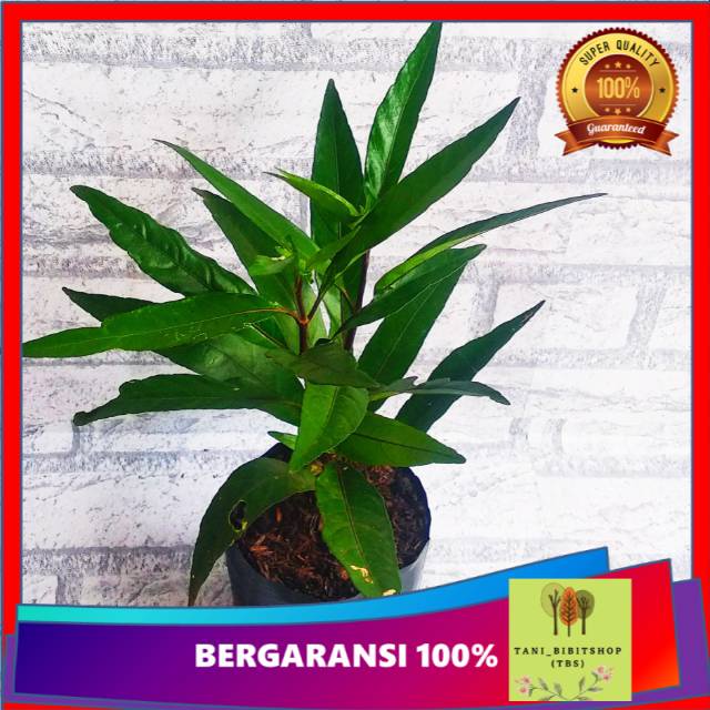 Gandarusa Tanaman Herbal Bibit Gandarusa Daun Gandarusa Gondoroso