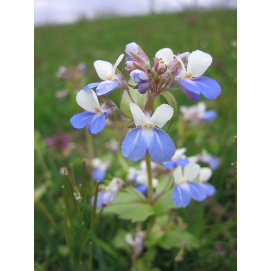 Benih Bibit Biji - Bunga Giant Blue Eyed Mary Flower Seeds - IMPORT