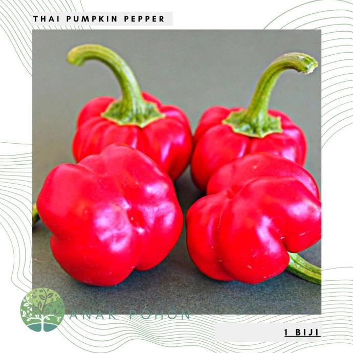 Benih Bibit Biji - Cabai Thai Pumpkin Pepper Seeds - IMPORT (3 biji) ANPN62 Juara