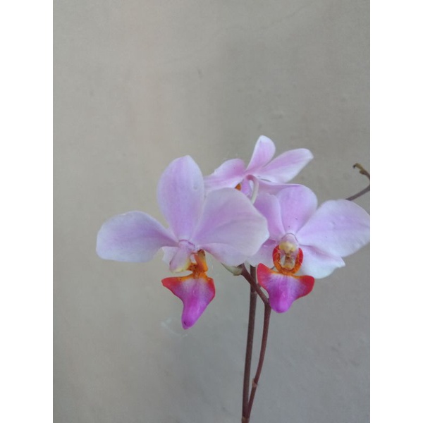 anggrek bulan mini / phalaenopsis pulcherrima doritis
