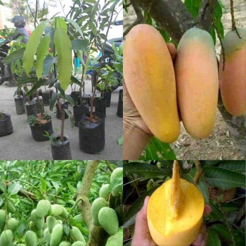 bibit mangga chokanan