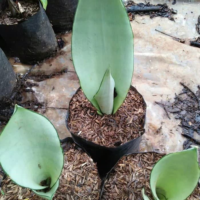 bibit tanaman hias sansevieria moon shine - sansivieria moon shine