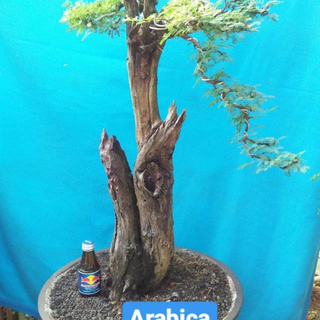 

Bonsai arabika
