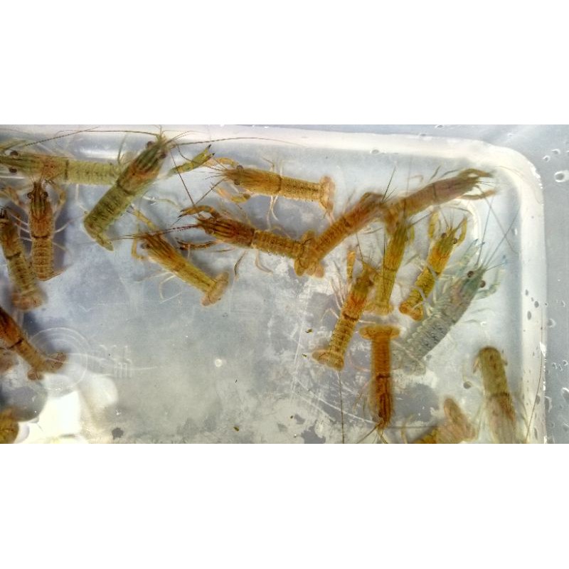 20ekor Lobster air tawar jenis redclaw bibit ukuran 3-4cm + Styrofoam