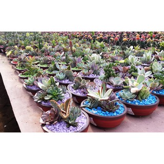 Minigarden Kaktus Sukulen Pot Gerabah 12 14cm LENGKAP Minigarden Kaktus Sukulen Pot Gerabah 12 14cm LENGKAP