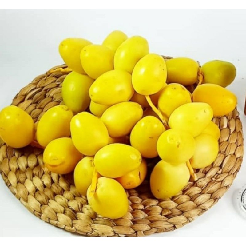 

KURMAMUDA PROMIL BARKHEE NAMIBIA (READY 5 JUNI 2024)