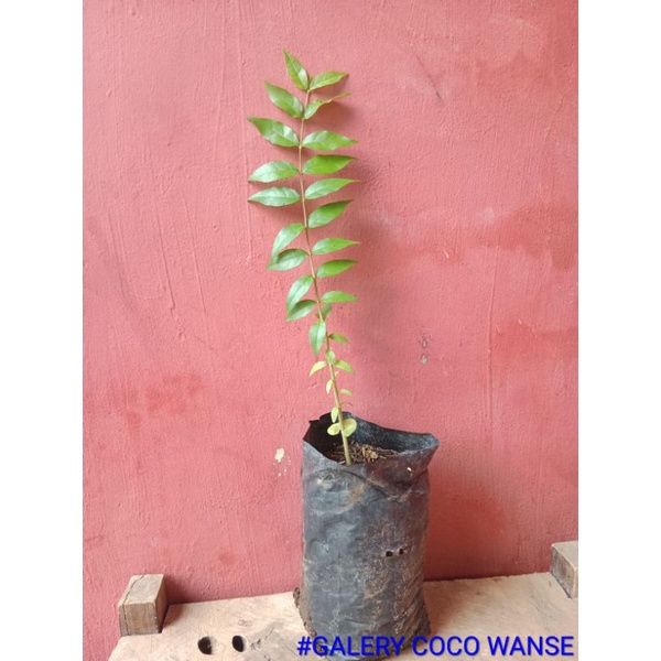 Bibit Bonsai Anting Putri Dari Biji