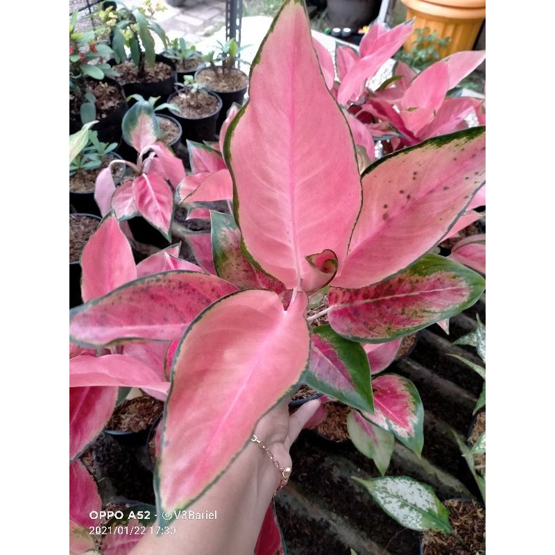 Aglonema Kochin Orange Glow Besar