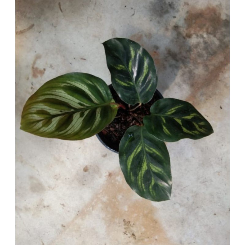 Baby Calathea Makoyana - 4 Daun - Calathea Peacock