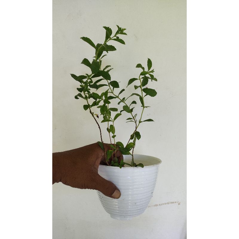 BIBIT STEVIA