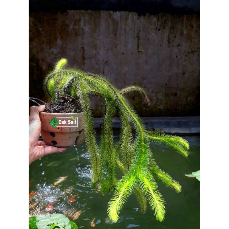 Tanaman hias gantung Huperzia Rumbaik / Tanaman ekor tupai / tanaman ekor kucing