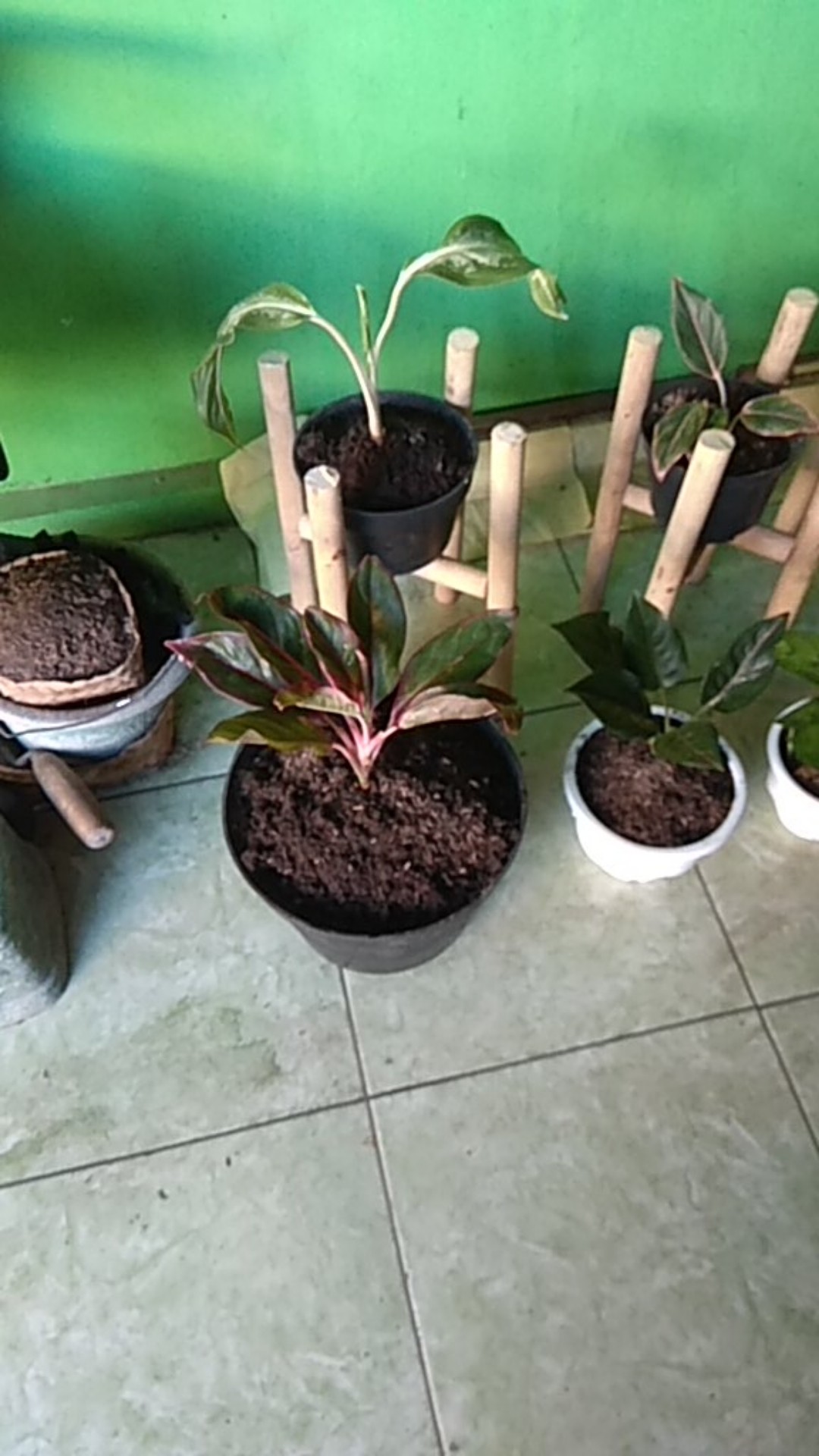 Tanaman Hias Aglonema Rotundum Cantik