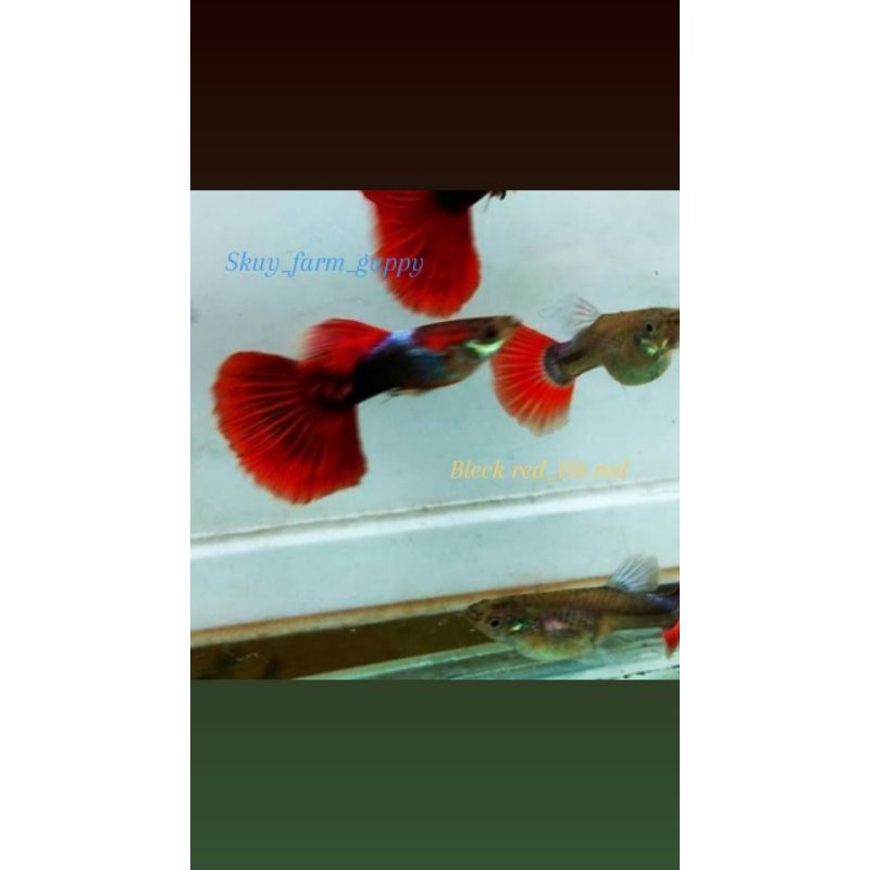 ikan Guppy Hb Red/Guppy Half Bleck Red sepasang