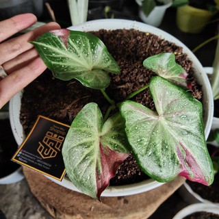 Caladium Shycool Keladi Cat Tumpah Shopee Indonesia