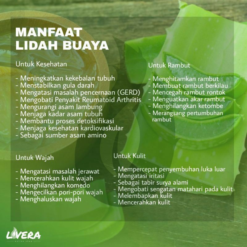 

Pelepah Daun Lidah Buaya Barbandesis Jumbo Alami (non pestiside)