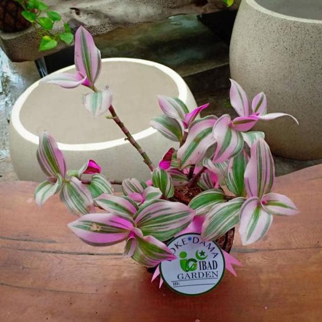 

PROMO!!! TERLENGKAP////// TANAMAN HIAS UNIK DAN LANGKA KOKEDAMA TRADESCANTIA TERLARIS