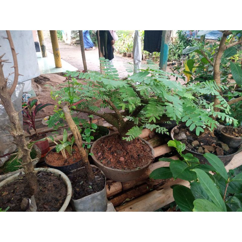 bonsai asem