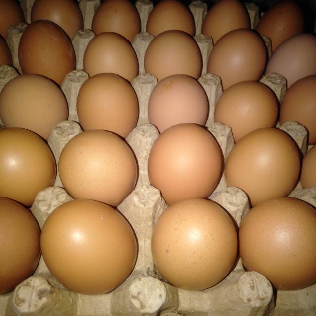 

Telur Ayam Horn