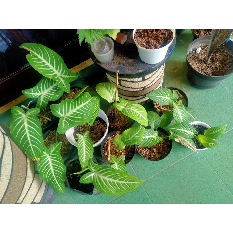 Xanthosoma Lindenii/ Keladi Zebra / Antasoma