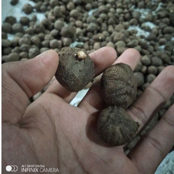 BIBIT PORANG BIJI KATAK 1KG