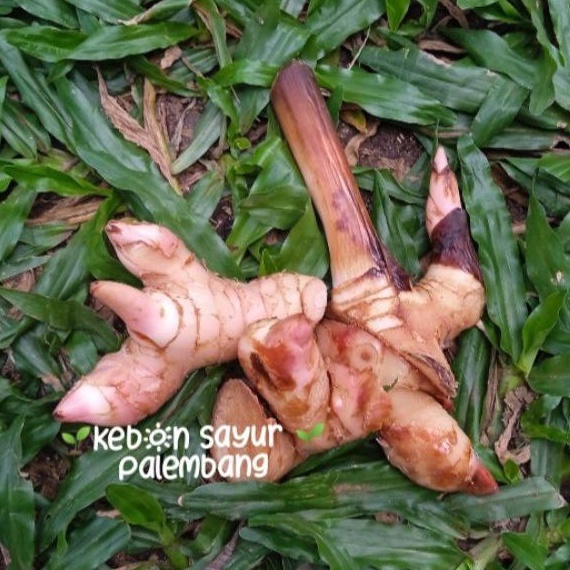 

lengkuas segar