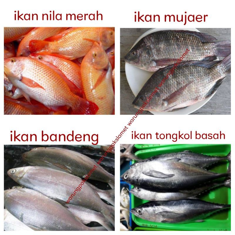 

ikan segar / ikan nila merah / ikan bandeng / ikan mujaer / ikan tongkol basah