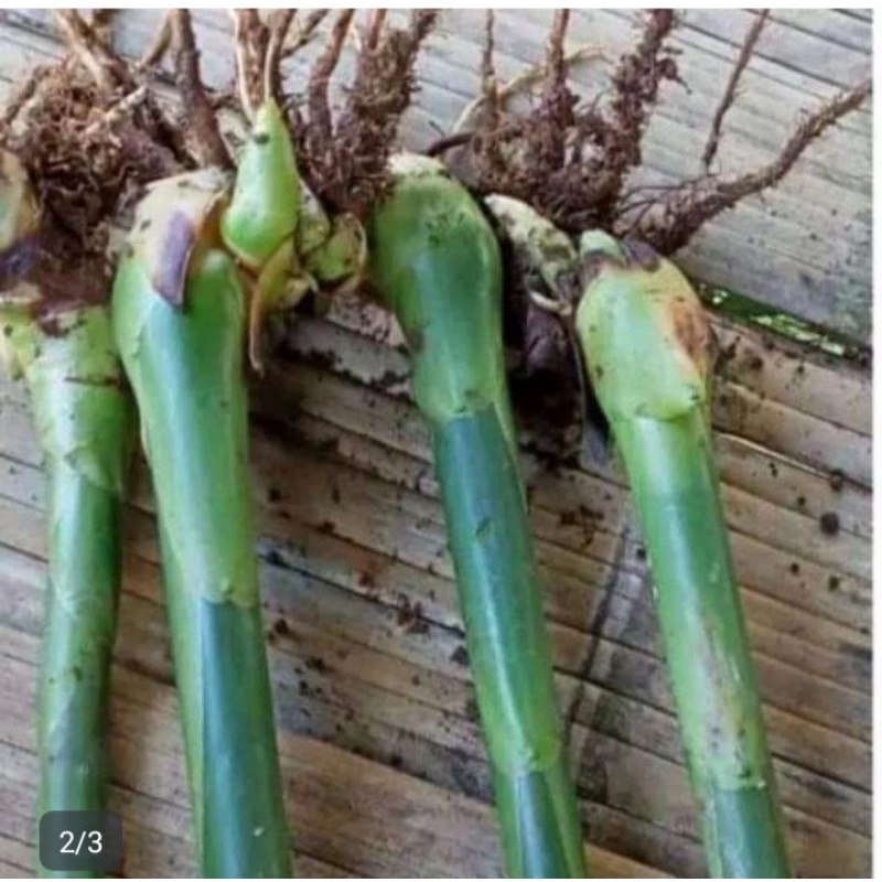 bibit kecombrang putih kecombrang putih