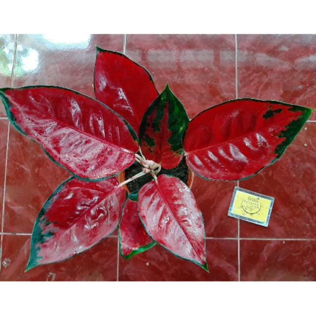 Aglonema Suksom Jaipong Calon Induk