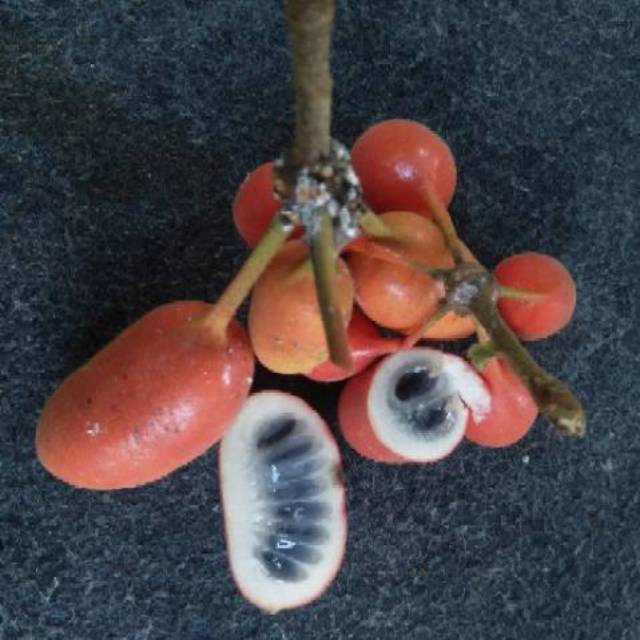 Larak buah namakucella: BUAH