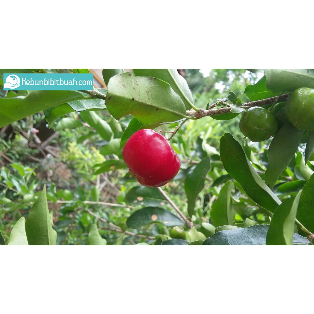 Bibit Cherry Vietnam Hasil Cangkok Cepat Berbuah Manis