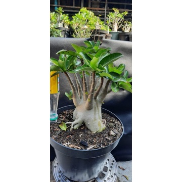 Adenium Arabicum Hibrid