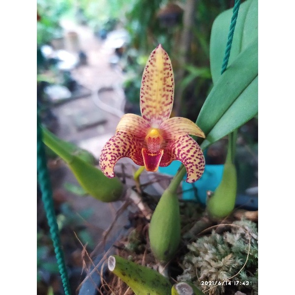 bulbophyllum lobii