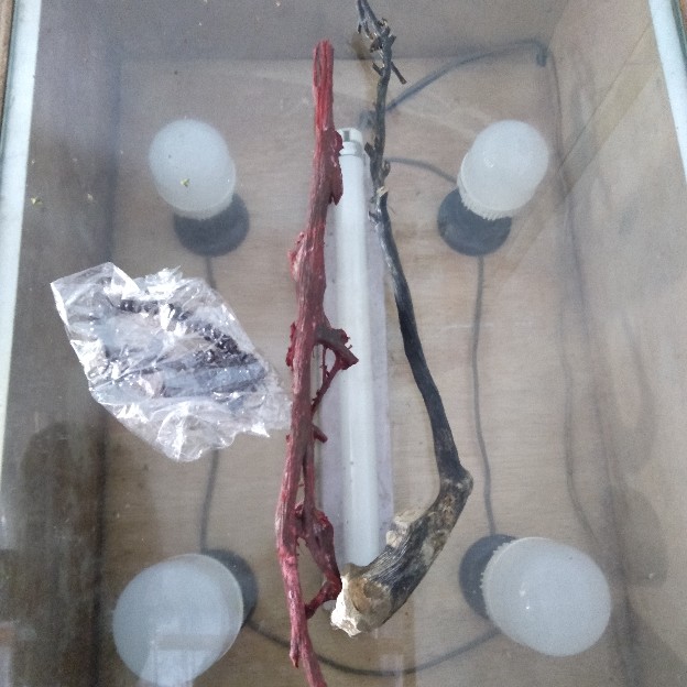 Bahan Akar Bahar Merah (24-29) Cm