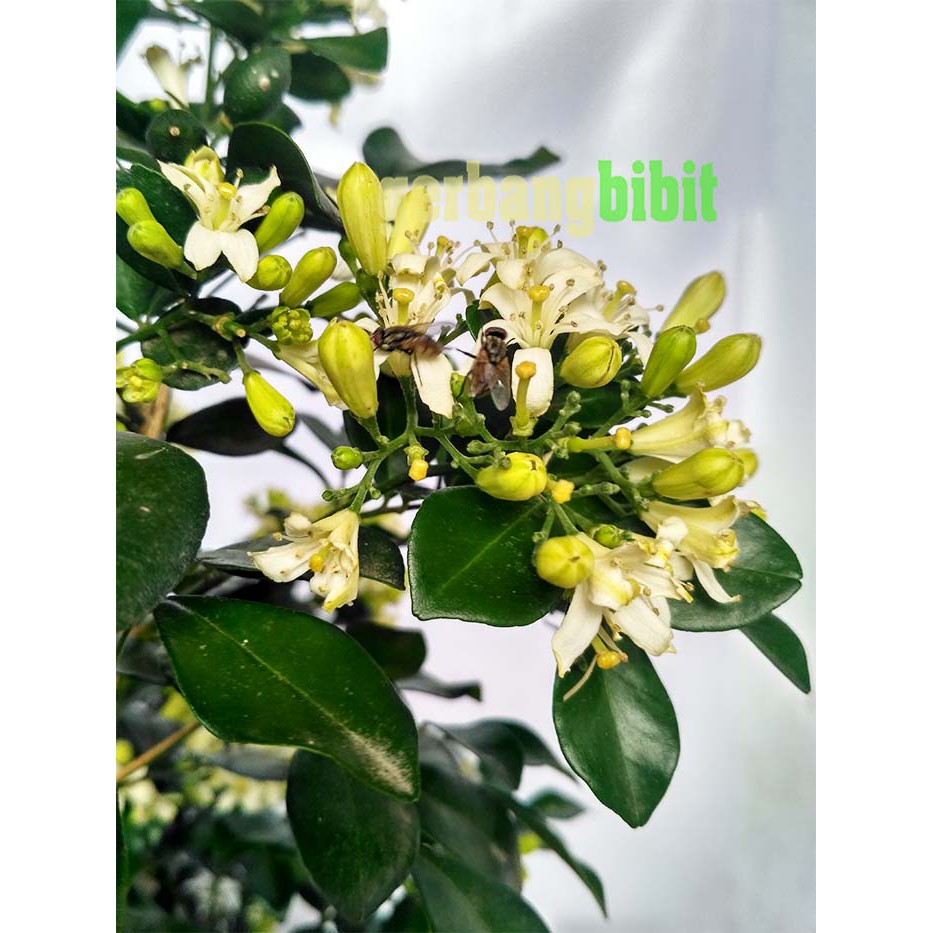 Bibit Pohon Bunga Kemuning