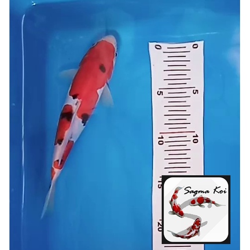 Koi Sanke Doitsu Lokal Blitar Lokal Blitar 22 CM