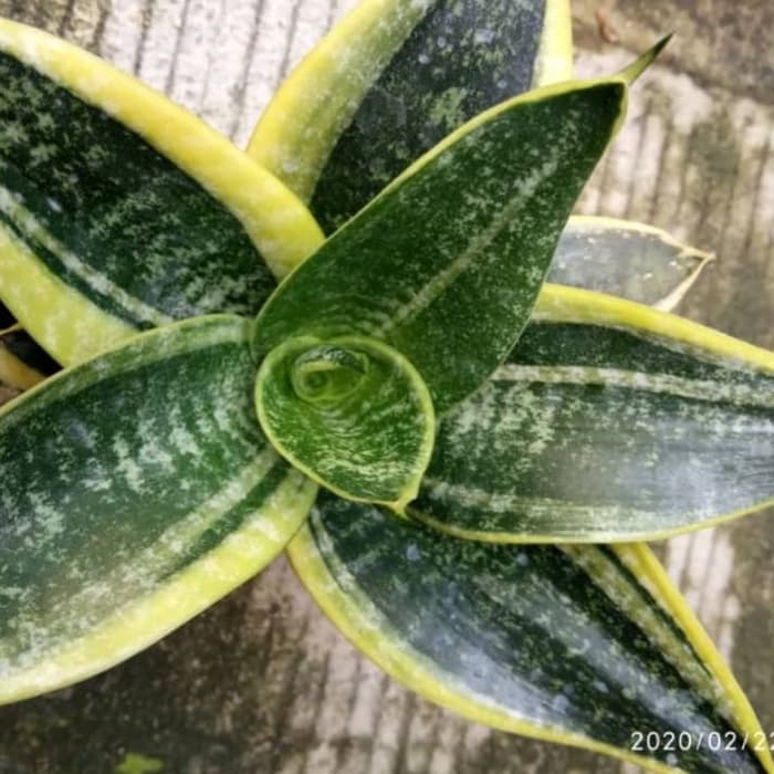 Tanaman hias sansivera mini hanni laurenti/sansivera mini hanni gold