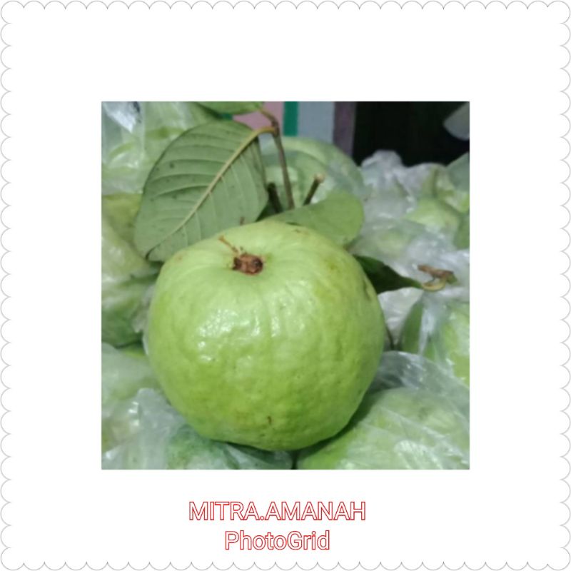 

JAMBU KRISTAL FRESH +- 500gr