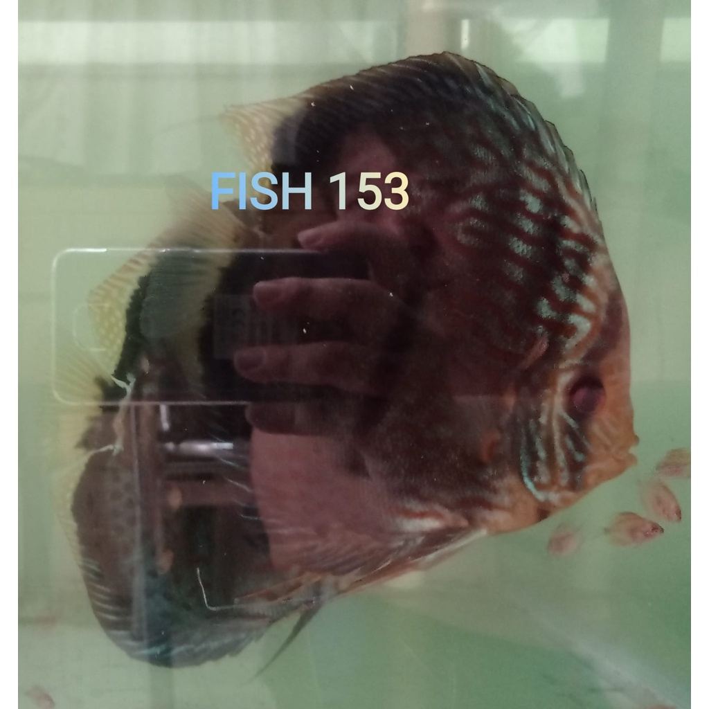 Discus Heckel Cross 1,5 cm 2" inch