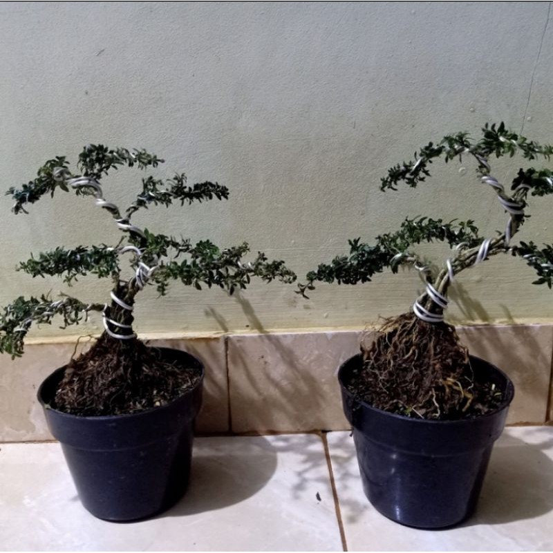 Tanaman bonsai seribu bintang mikro - paket 2 bonsai mame - bonsai seribu bintang