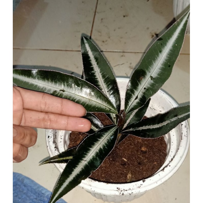 Ardisia Pink Purple Langka Sp Sekayam Sanggau