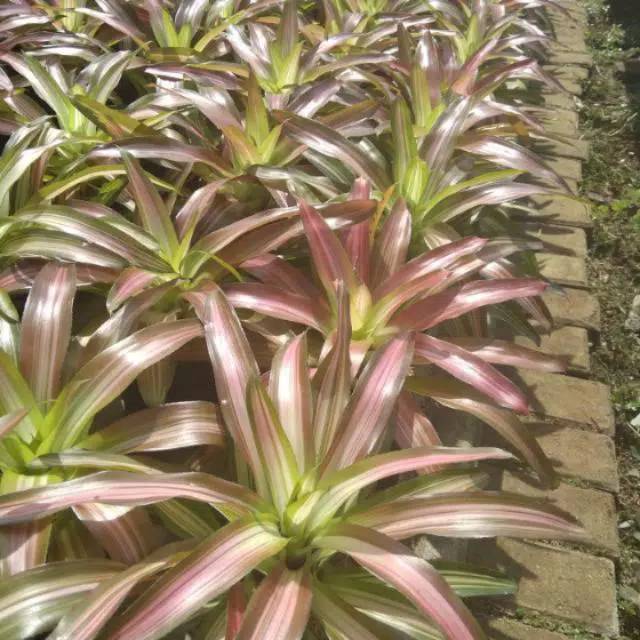 Pohon bromelia tricolor _bromelia trikaler