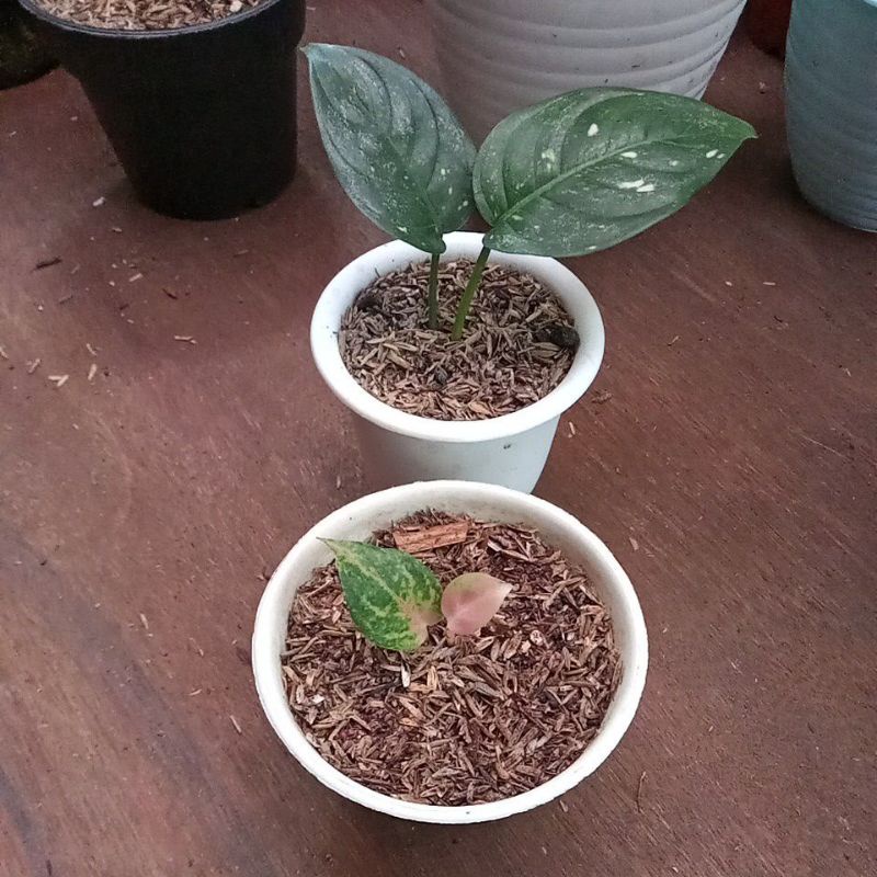 aglonema papetan baby lod & big life sesuai Poto yg akan kami kirim